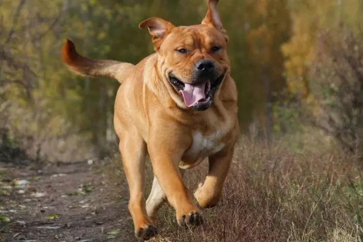 Store glattehårede hunde: Shorthårede klipper af store størrelser af sort / hvid, grå og andre farver 12276_13