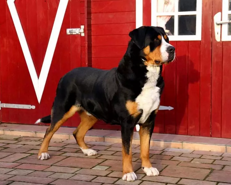 Suuret pehmeät koirat: lyhytkarvainen kivi suurikokoisia mustavalkoisia, harmaa ja muita värejä 12276_19