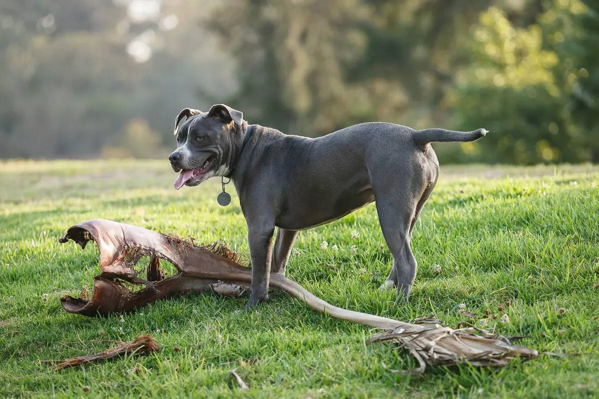 Store glattehårede hunde: Shorthårede klipper af store størrelser af sort / hvid, grå og andre farver 12276_2