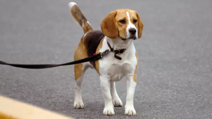 Store glattehårede hunde: Shorthårede klipper af store størrelser af sort / hvid, grå og andre farver 12276_3