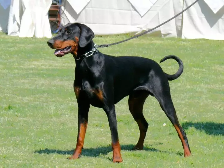 Store glattehårede hunde: Shorthårede klipper af store størrelser af sort / hvid, grå og andre farver 12276_9