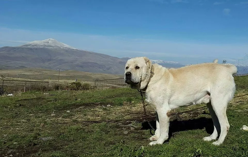 GAMPR (42 fotiek): Popis Armanského Wolfhounds, charakter plemena Gampre. Porovnanie s ALLABAEM. Ako uchovávať šteniatka? 12277_11