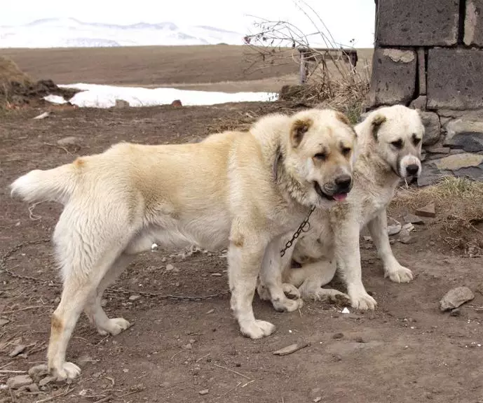 GAMPR (42 fotiek): Popis Armanského Wolfhounds, charakter plemena Gampre. Porovnanie s ALLABAEM. Ako uchovávať šteniatka? 12277_15