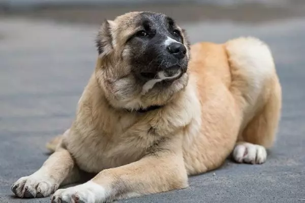 Gamp (42 poto): katerangan tina wolfhounds armania, sifat breed tina gamdre. Bandingkeun sareng Alabaem. Kumaha ngajaga anak anjing? 12277_16