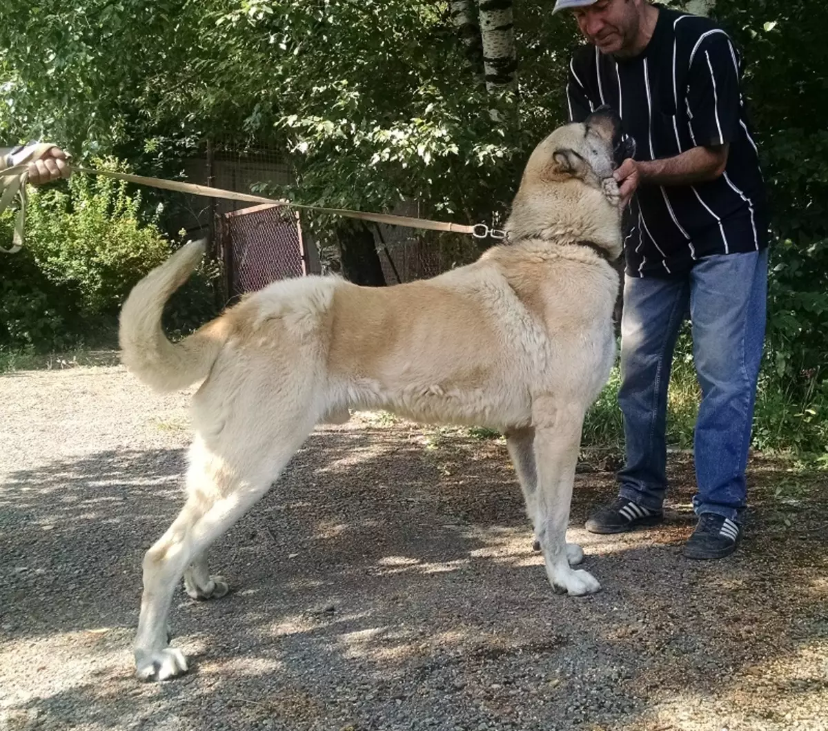 Gampr (42 billeder): Beskrivelse af de armanske Wolfhounds, karakteren af ​​Gampre. Sammenligning med Alabaem. Hvordan holder du hvalpe? 12277_17