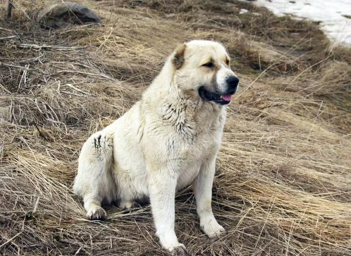 GAMPR (42 fotiek): Popis Armanského Wolfhounds, charakter plemena Gampre. Porovnanie s ALLABAEM. Ako uchovávať šteniatka? 12277_19