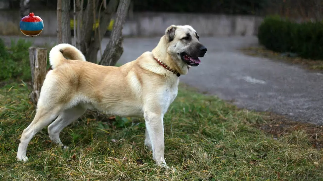 Gampro (42) စောင်) - Armanian Wolfhounds ၏ဖော်ပြချက်, Gampre ၏ဖောက်ပြန်မှု၏သဘောသဘာဝ။ alabaem နှင့်နှိုင်းယှဉ်ပါ။ ခွေးပေါက်စများကိုဘယ်လိုထိန်းနိုင်မလဲ။ 12277_2