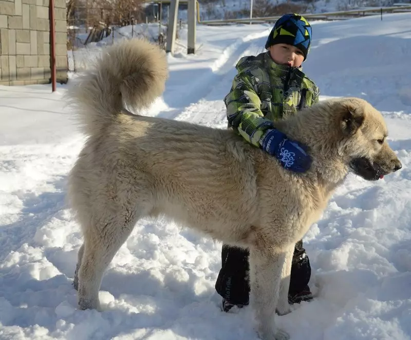 Gamp (42 poto): katerangan tina wolfhounds armania, sifat breed tina gamdre. Bandingkeun sareng Alabaem. Kumaha ngajaga anak anjing? 12277_20