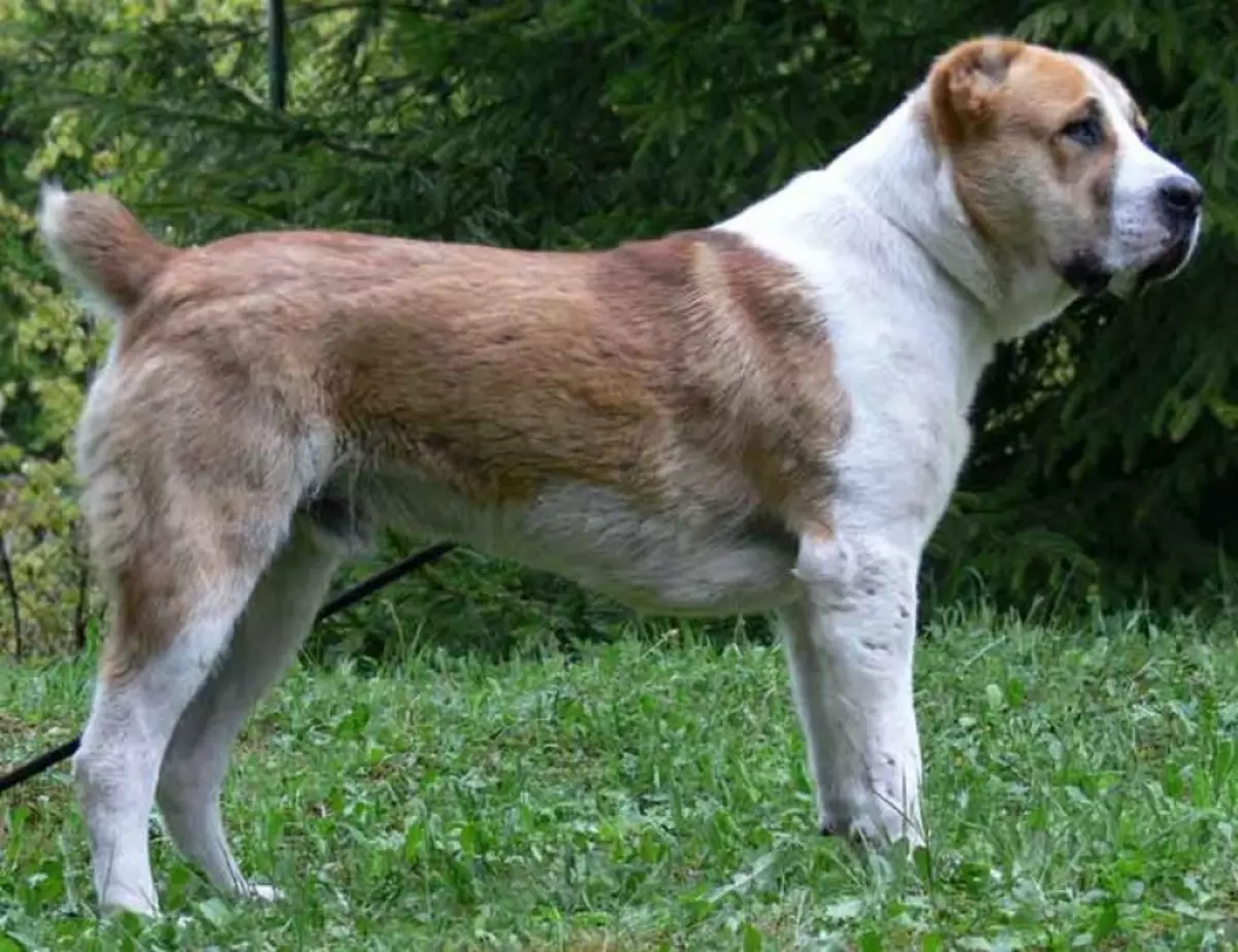 GAMPR (42 fotot): Armani Wolfhoundsi kirjeldus, Gamepre'i olemus. Võrdlus Alabaemiga. Kuidas hoida kutsikad? 12277_21