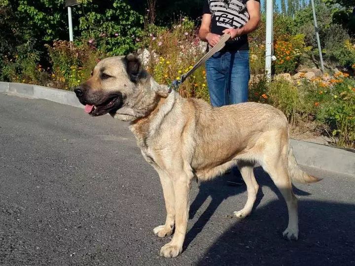 Gamp (42 poto): katerangan tina wolfhounds armania, sifat breed tina gamdre. Bandingkeun sareng Alabaem. Kumaha ngajaga anak anjing? 12277_22