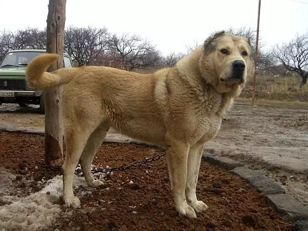 GAMPR (42 fotiek): Popis Armanského Wolfhounds, charakter plemena Gampre. Porovnanie s ALLABAEM. Ako uchovávať šteniatka? 12277_28