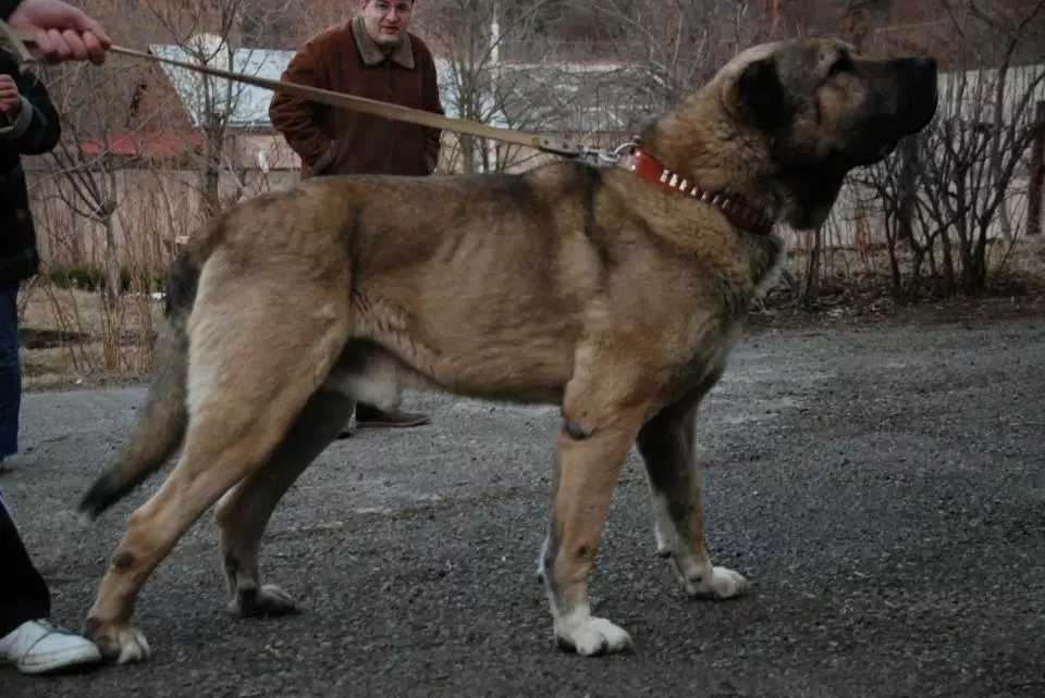 Gampr (42 billeder): Beskrivelse af de armanske Wolfhounds, karakteren af ​​Gampre. Sammenligning med Alabaem. Hvordan holder du hvalpe? 12277_31