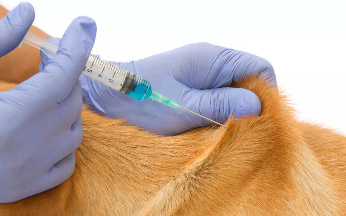 Прививка в холку собаке