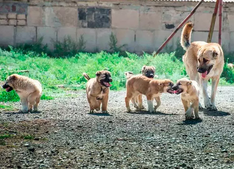 Gamp (42 poto): katerangan tina wolfhounds armania, sifat breed tina gamdre. Bandingkeun sareng Alabaem. Kumaha ngajaga anak anjing? 12277_36