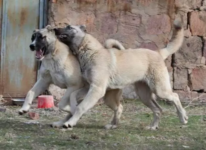 Gamp (42 poto): katerangan tina wolfhounds armania, sifat breed tina gamdre. Bandingkeun sareng Alabaem. Kumaha ngajaga anak anjing? 12277_37