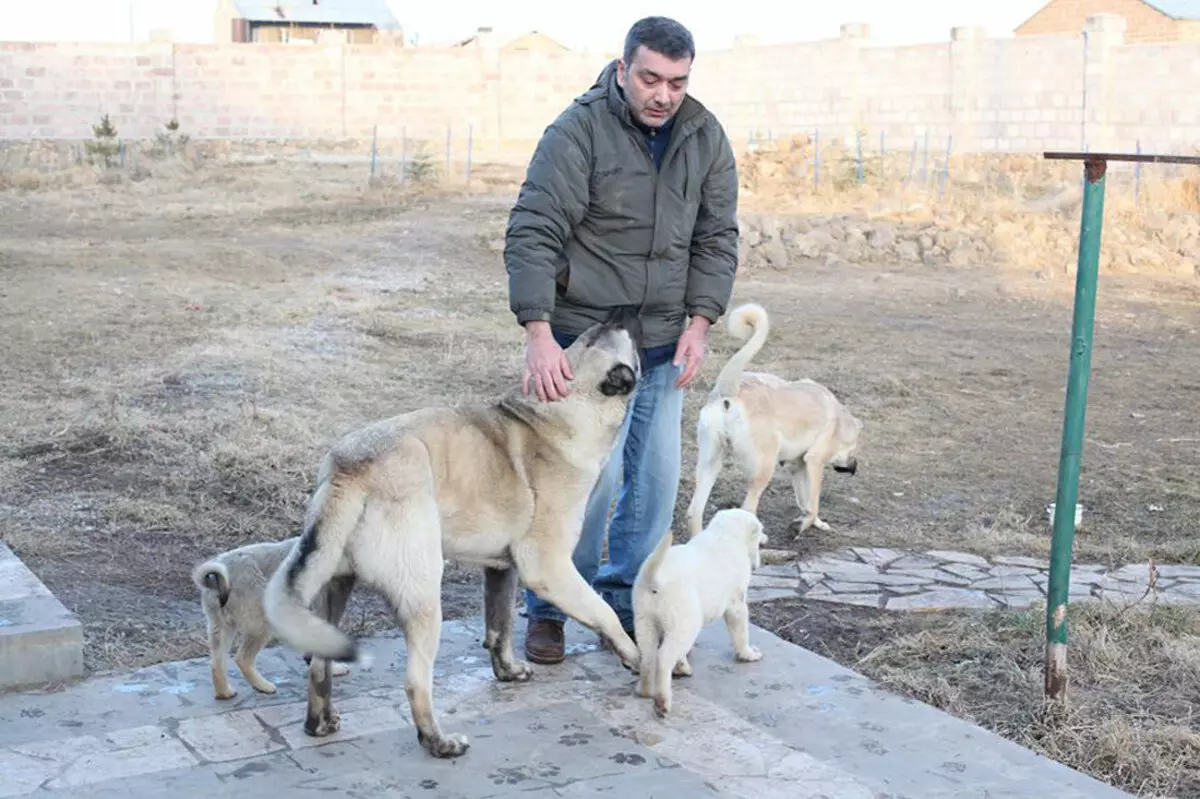 GAMPR (42 fotiek): Popis Armanského Wolfhounds, charakter plemena Gampre. Porovnanie s ALLABAEM. Ako uchovávať šteniatka? 12277_39