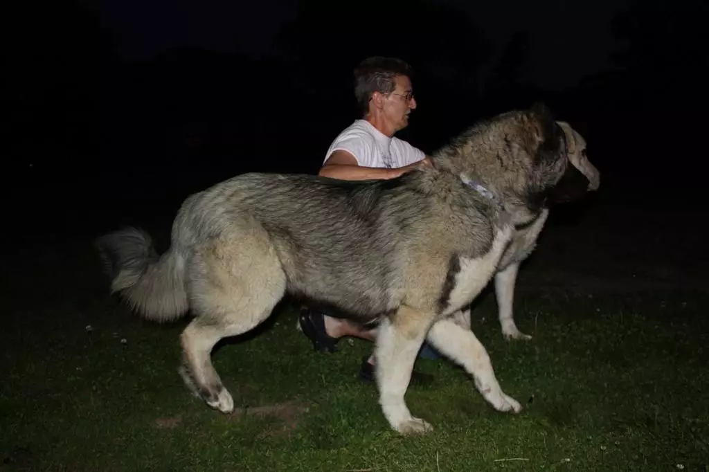 Gampr (42 billeder): Beskrivelse af de armanske Wolfhounds, karakteren af ​​Gampre. Sammenligning med Alabaem. Hvordan holder du hvalpe? 12277_4