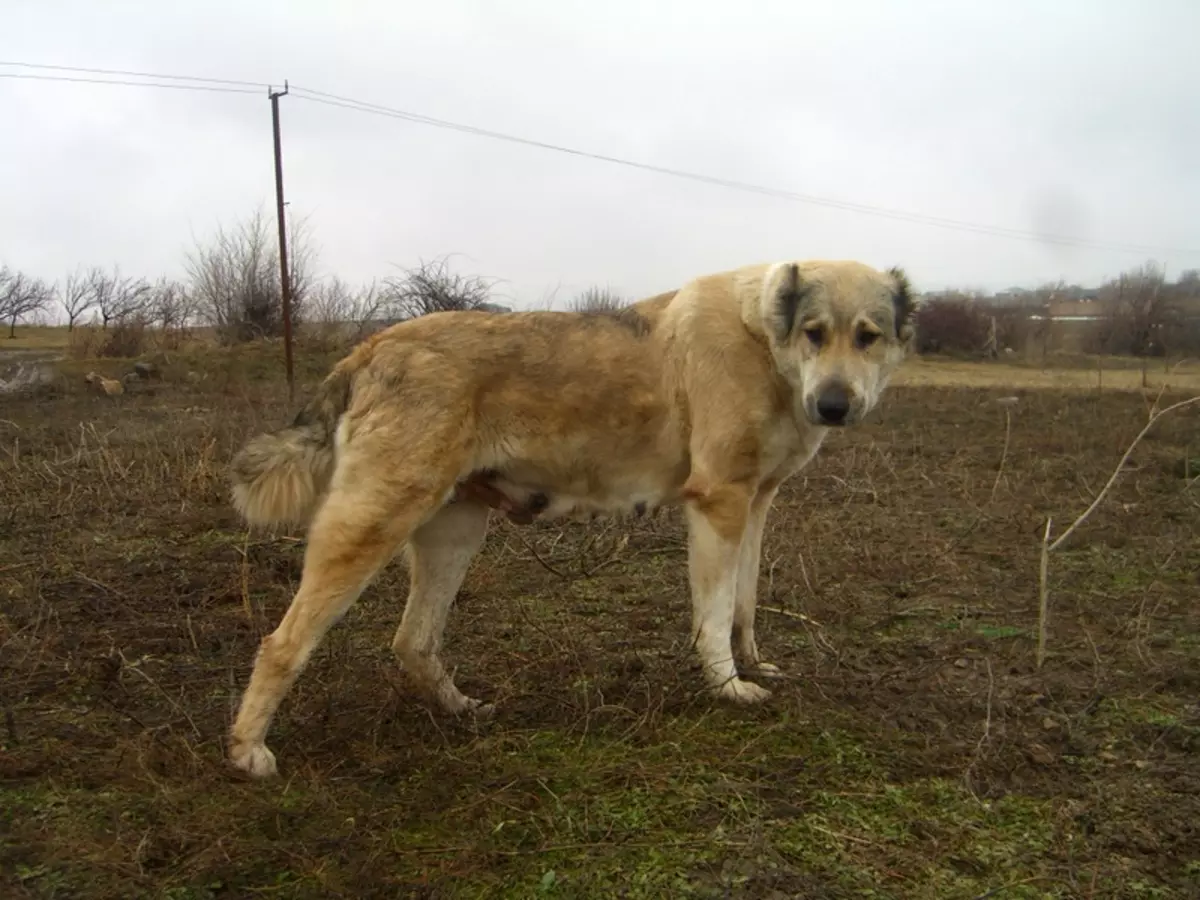 Gampro (42) စောင်) - Armanian Wolfhounds ၏ဖော်ပြချက်, Gampre ၏ဖောက်ပြန်မှု၏သဘောသဘာဝ။ alabaem နှင့်နှိုင်းယှဉ်ပါ။ ခွေးပေါက်စများကိုဘယ်လိုထိန်းနိုင်မလဲ။ 12277_41