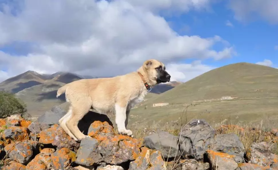 GAMPR (42 fotiek): Popis Armanského Wolfhounds, charakter plemena Gampre. Porovnanie s ALLABAEM. Ako uchovávať šteniatka? 12277_42