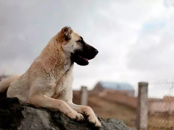 GAMPR (42 fotiek): Popis Armanského Wolfhounds, charakter plemena Gampre. Porovnanie s ALLABAEM. Ako uchovávať šteniatka? 12277_5