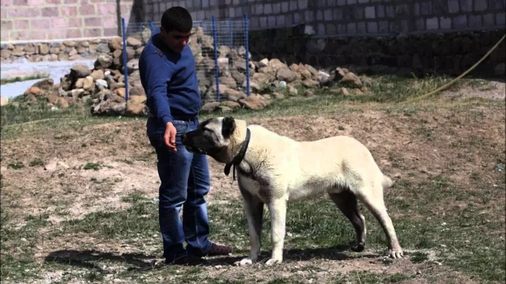 GAMPR (42 fotiek): Popis Armanského Wolfhounds, charakter plemena Gampre. Porovnanie s ALLABAEM. Ako uchovávať šteniatka? 12277_6