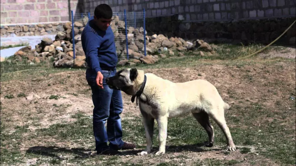 Gampr (42 Сүрөт): Арманиянын каралуулардын сүрөттөлүшү, гампре тукумунун мүнөзү. Алабэм менен салыштыруу. Кантип күчүктү сактап калуу керек? 12277_6