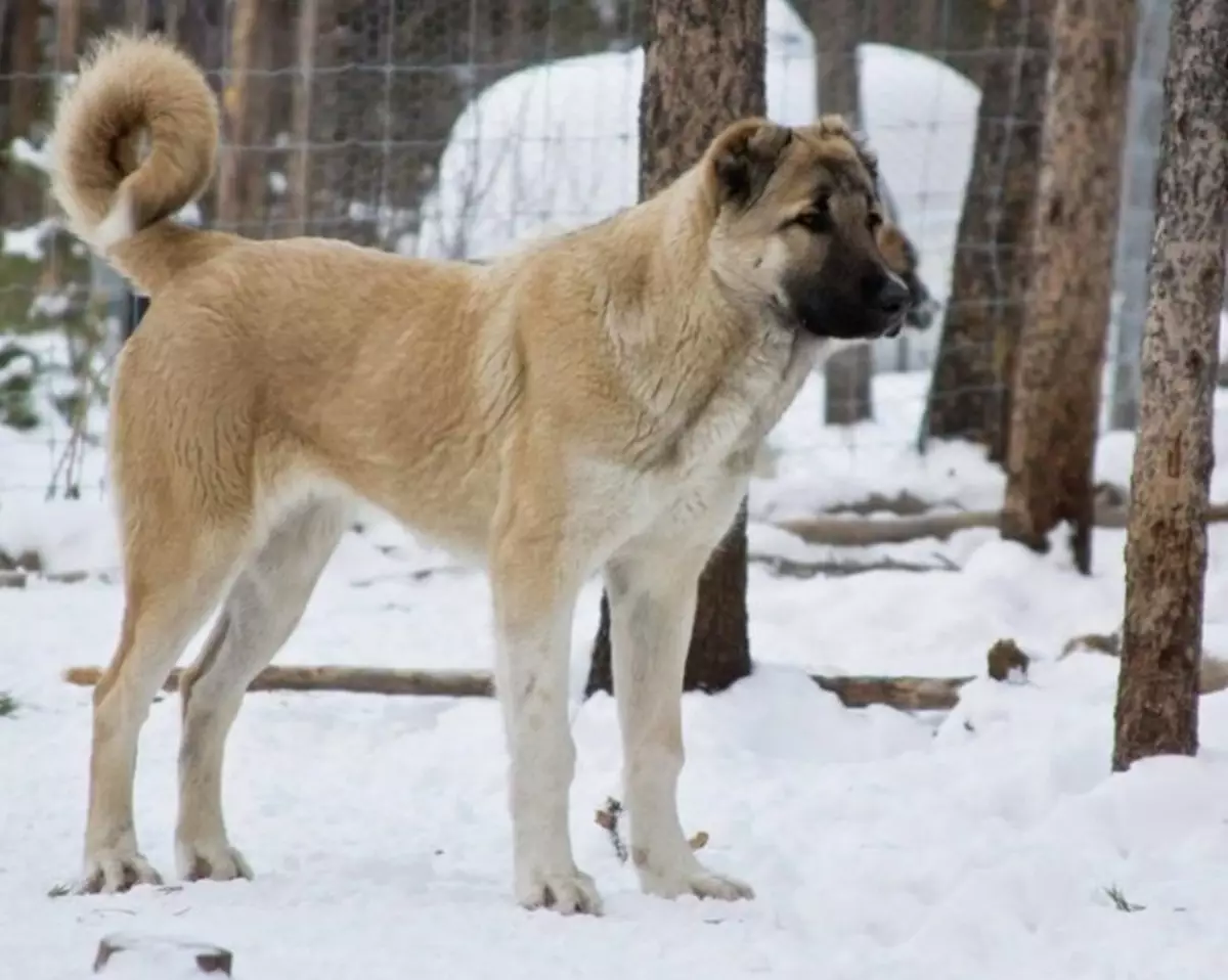 Gampro (42) စောင်) - Armanian Wolfhounds ၏ဖော်ပြချက်, Gampre ၏ဖောက်ပြန်မှု၏သဘောသဘာဝ။ alabaem နှင့်နှိုင်းယှဉ်ပါ။ ခွေးပေါက်စများကိုဘယ်လိုထိန်းနိုင်မလဲ။ 12277_7