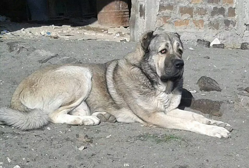 GAMPR (42 fotiek): Popis Armanského Wolfhounds, charakter plemena Gampre. Porovnanie s ALLABAEM. Ako uchovávať šteniatka? 12277_9
