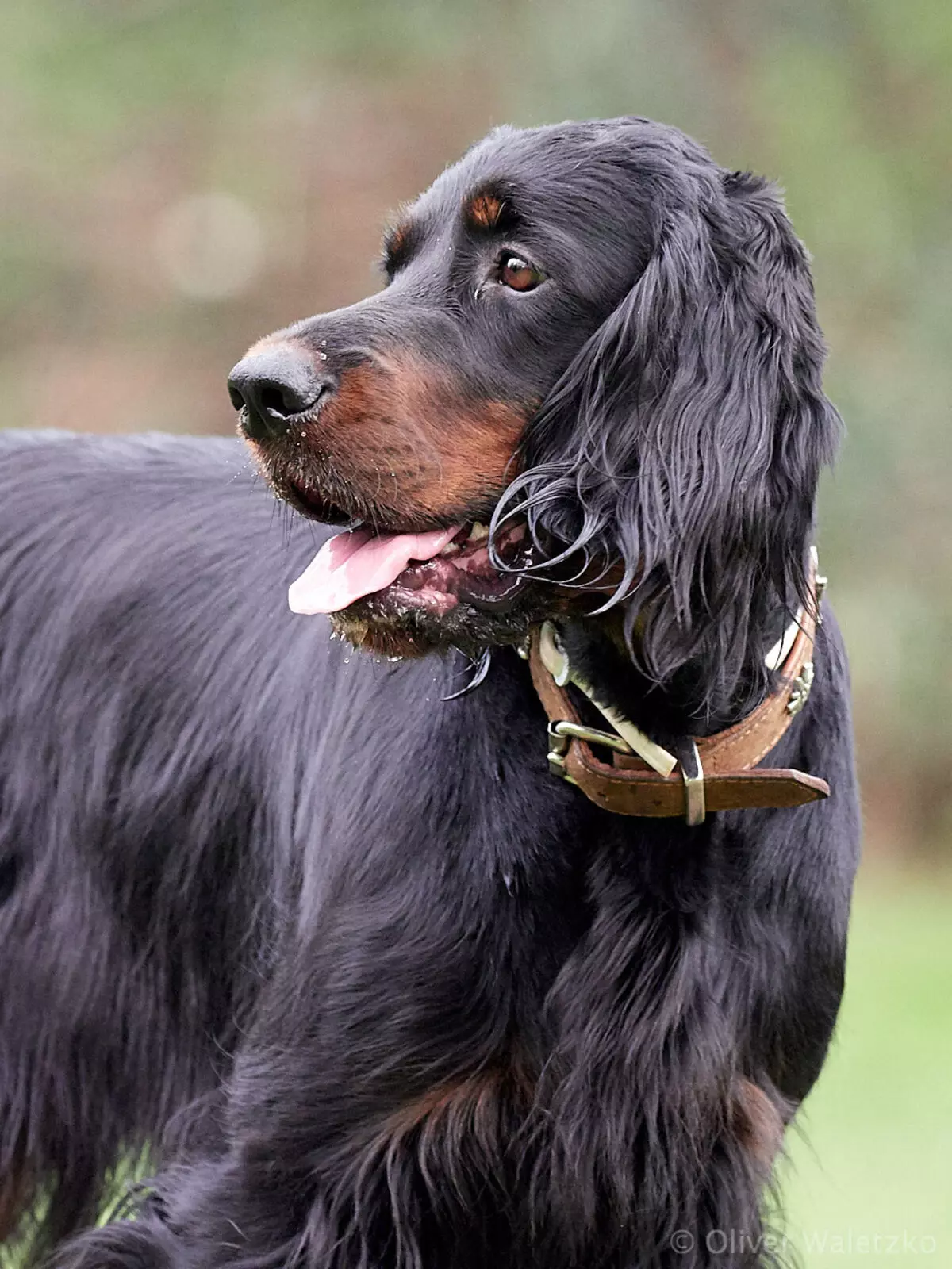 Scottish Setter (34 Foto): Deskripsi Anjing Breed Gordon. Apakah jenis baka yang pelbagai? 12280_10