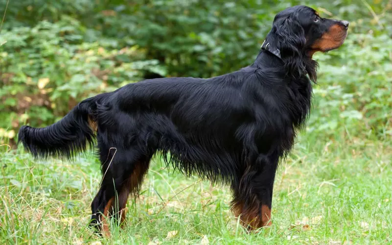 Scottish Setter (34 Foto): Deskripsi Anjing Breed Gordon. Apakah jenis baka yang pelbagai? 12280_12