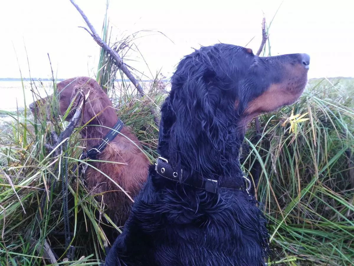 Scottish Setter (34 Foto): Deskripsi Anjing Breed Gordon. Apakah jenis baka yang pelbagai? 12280_14