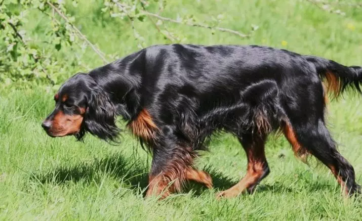 Scottish Setter (34 Foto): Deskripsi Anjing Breed Gordon. Apakah jenis baka yang pelbagai? 12280_2