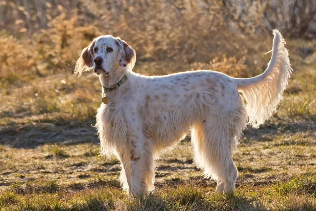 Scottish Setter (34 Foto): Deskripsi Anjing Breed Gordon. Apakah jenis baka yang pelbagai? 12280_3