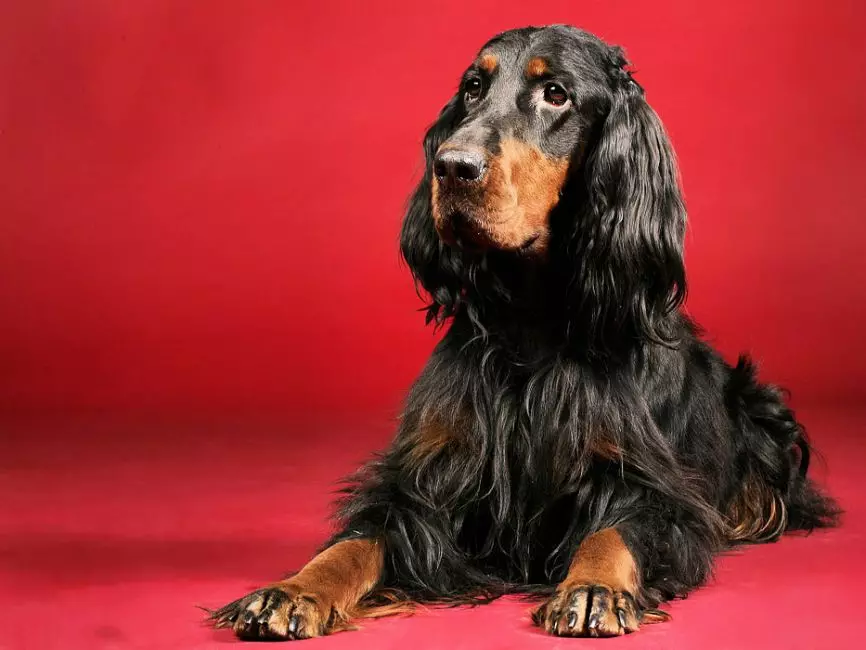 Scottish Setter (34 Foto): Deskripsi Anjing Breed Gordon. Apakah jenis baka yang pelbagai? 12280_8