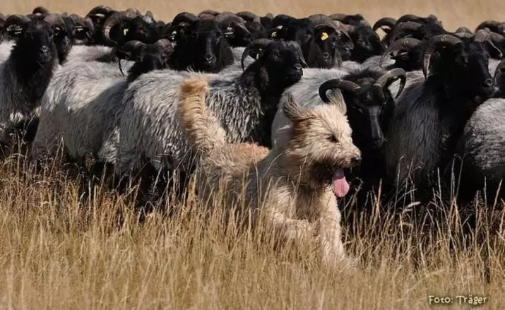 羊飼い犬（44写真）：名前、スコットランド、アゾレス貝殻、トルコ羊飼い羊飼いやその他の品種の人気のある品種 12282_10