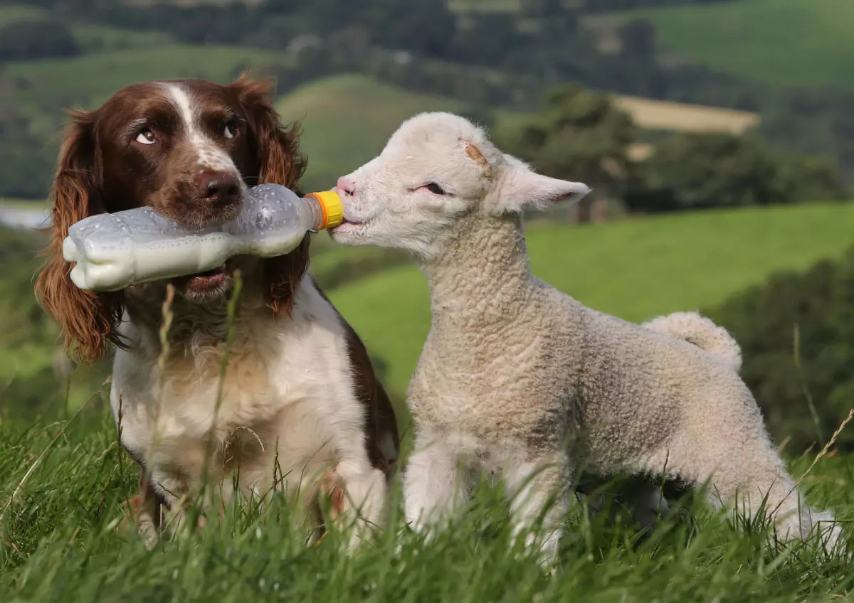 Dogs Shepherd (44 foto): racat popullore me emra, skocez dhe azores-predha, barinj turq bariu dhe varieteteve të tjera 12282_11