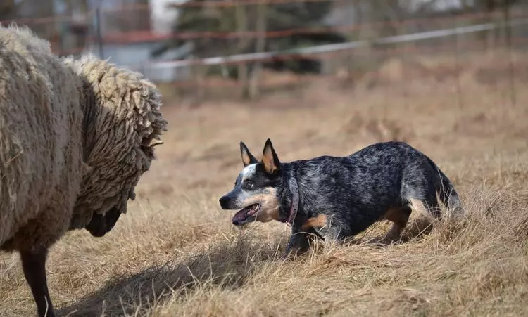 Dogs Shepherd (44 foto): racat popullore me emra, skocez dhe azores-predha, barinj turq bariu dhe varieteteve të tjera 12282_12