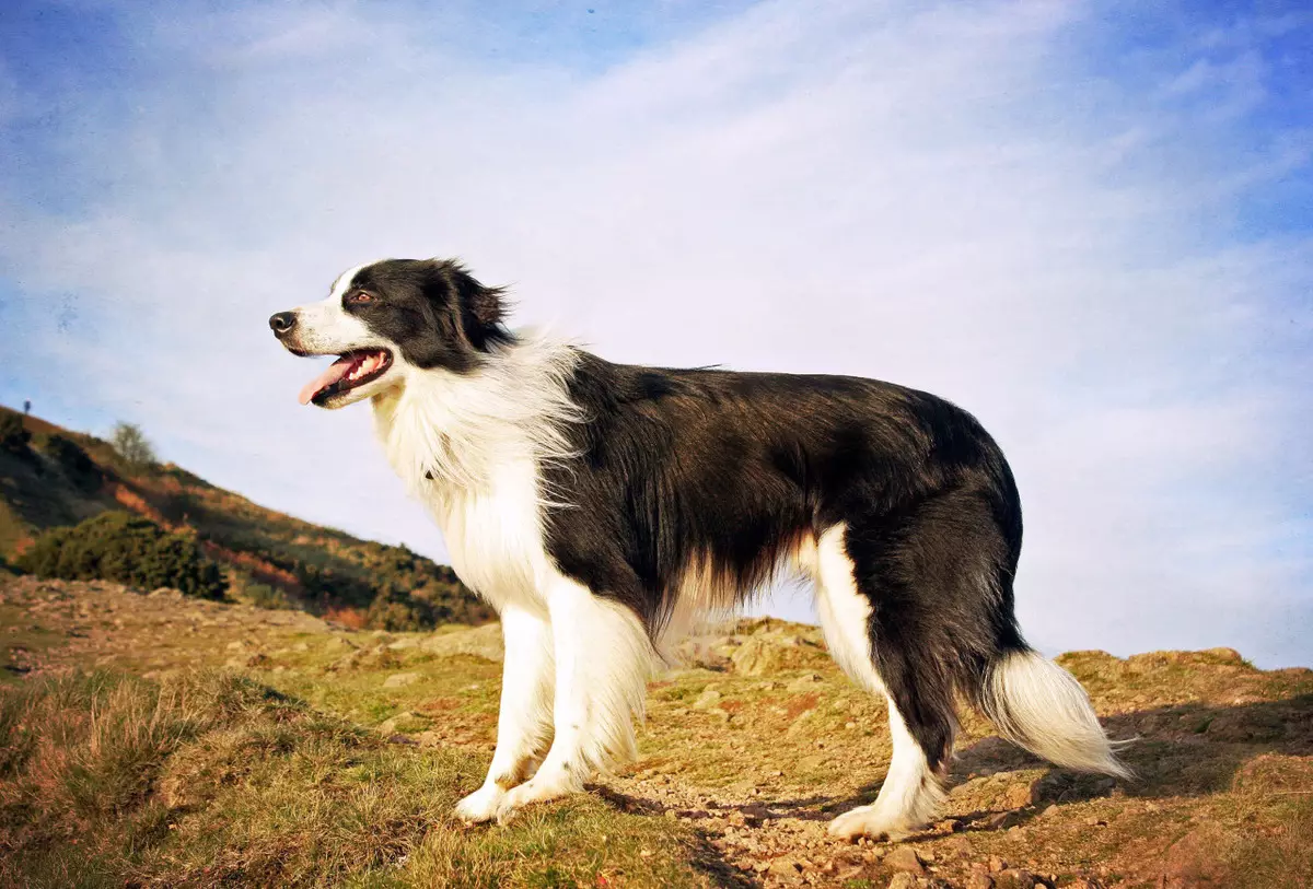 羊飼い犬（44写真）：名前、スコットランド、アゾレス貝殻、トルコ羊飼い羊飼いやその他の品種の人気のある品種 12282_15