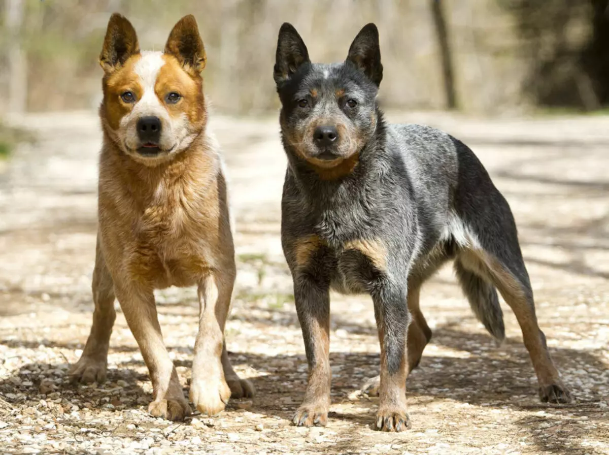 Dogs Shepherd (44 foto): racat popullore me emra, skocez dhe azores-predha, barinj turq bariu dhe varieteteve të tjera 12282_18