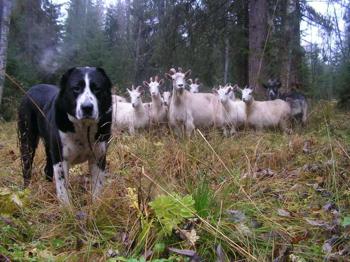 Dogs Shepherd (44 foto): racat popullore me emra, skocez dhe azores-predha, barinj turq bariu dhe varieteteve të tjera 12282_19