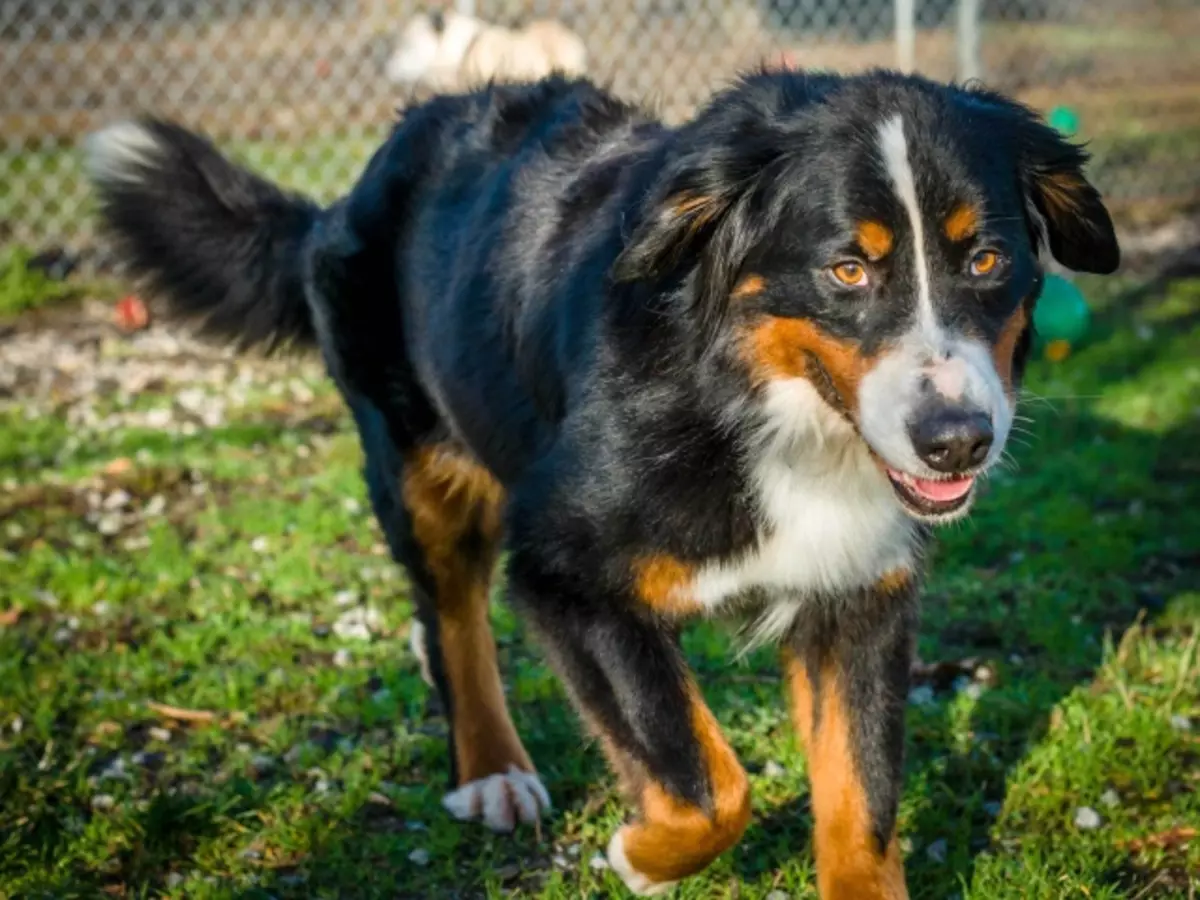 羊飼い犬（44写真）：名前、スコットランド、アゾレス貝殻、トルコ羊飼い羊飼いやその他の品種の人気のある品種 12282_2