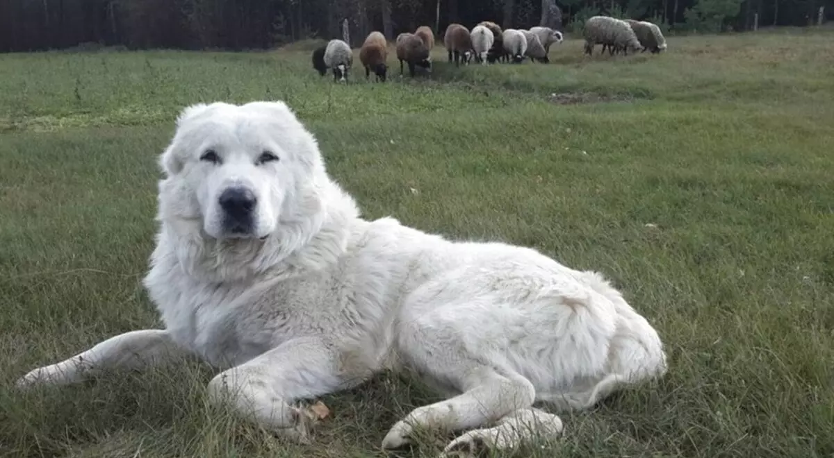 Shepherd Dogs (44 foto's): Populêre rassen mei nammen, Skotske en Azoren-skelpen, Turkske hoeders hoeder en oare fariëteiten 12282_20