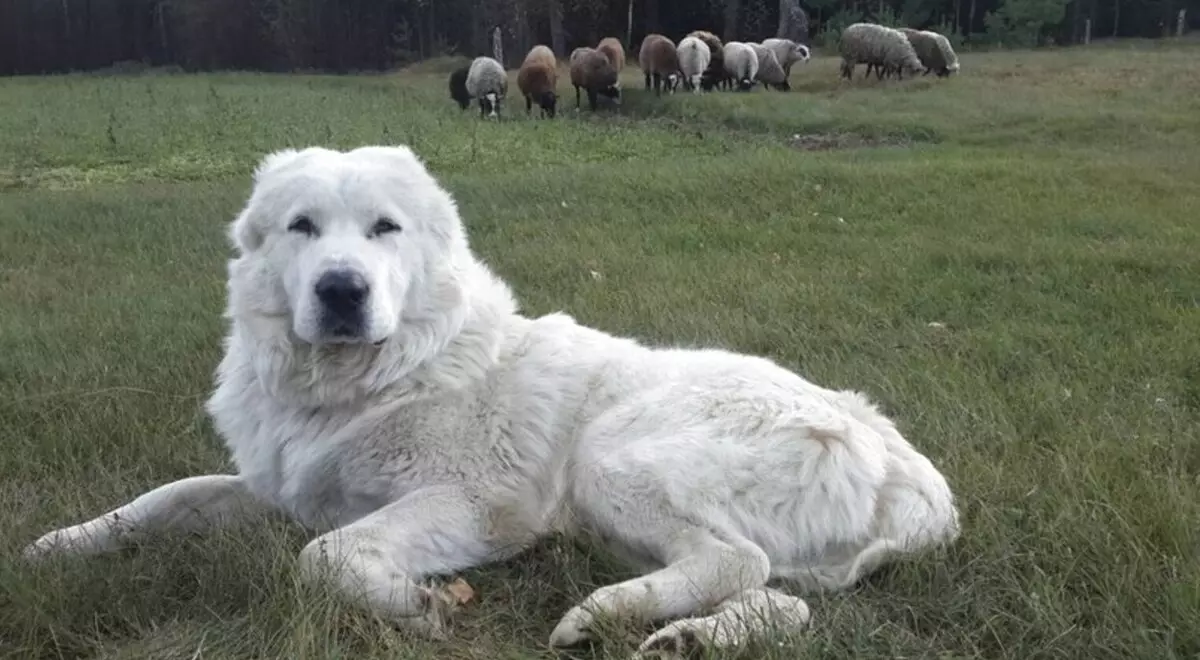 牧羊犬（44张照片）：具有名称，苏格兰和亚速尔群岛的热门品种，土耳其牧羊人牧羊犬和其他品种 12282_20