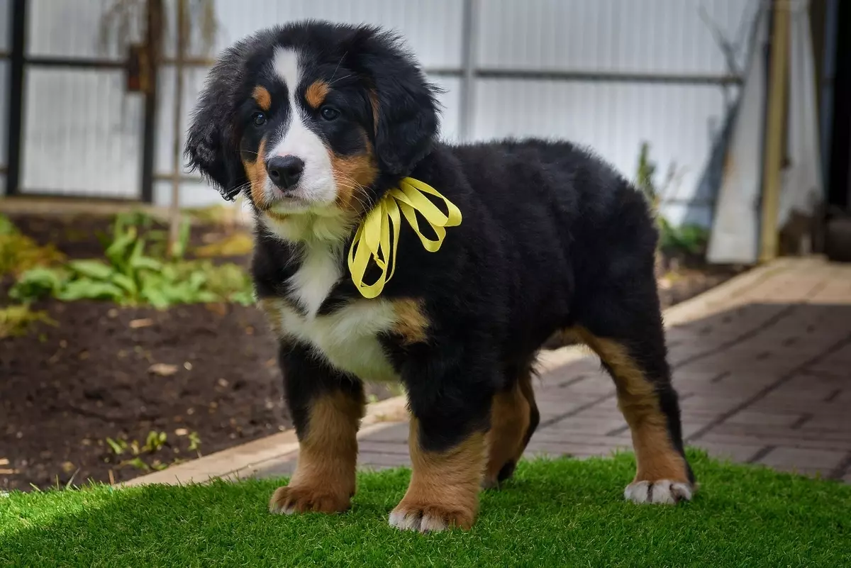 Dogs Shepherd (44 foto): racat popullore me emra, skocez dhe azores-predha, barinj turq bariu dhe varieteteve të tjera 12282_23