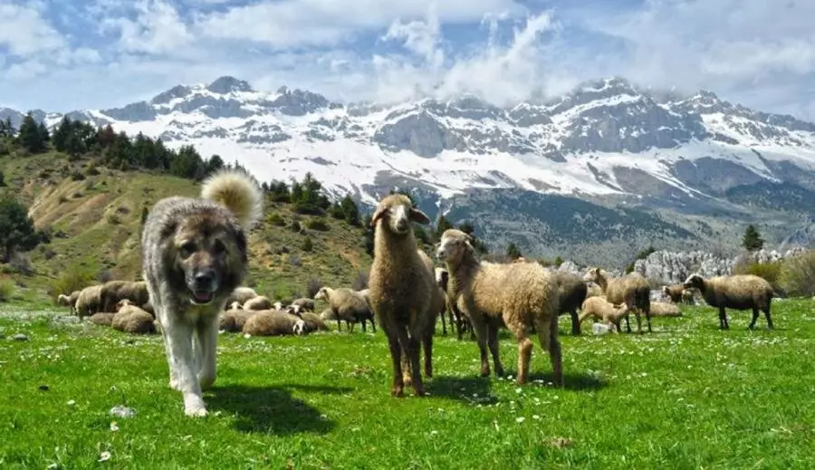 Хоньчин нохой (44 фото): нэр, Шотландын болон Азорын Арлууд-бүрхүүл нь түгээмэл үүлдрийн, Туркийн хоньчид Хоньчин болон бусад сорт 12282_29