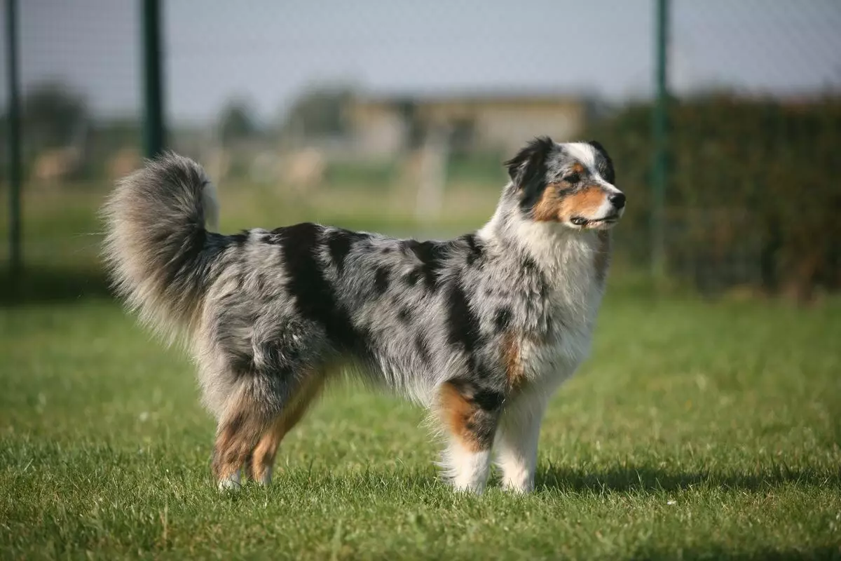 Shepherd Dogs (44 foto's): Populêre rassen mei nammen, Skotske en Azoren-skelpen, Turkske hoeders hoeder en oare fariëteiten 12282_3