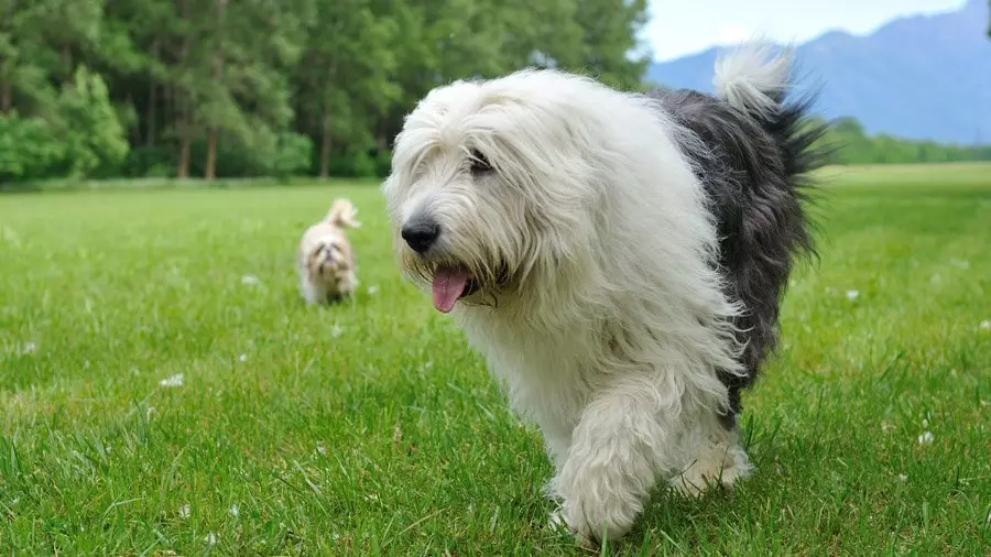 Anjing Shepherd (44 foto): Breed populer dengan nama, Skotlandia dan Azores-Shells, Gembala Turki Gembala dan varietas lainnya 12282_31