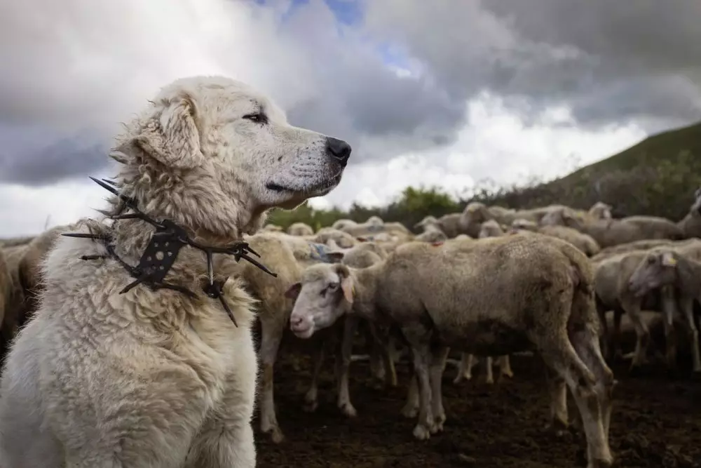 牧羊犬（44张照片）：具有名称，苏格兰和亚速尔群岛的热门品种，土耳其牧羊人牧羊犬和其他品种 12282_34