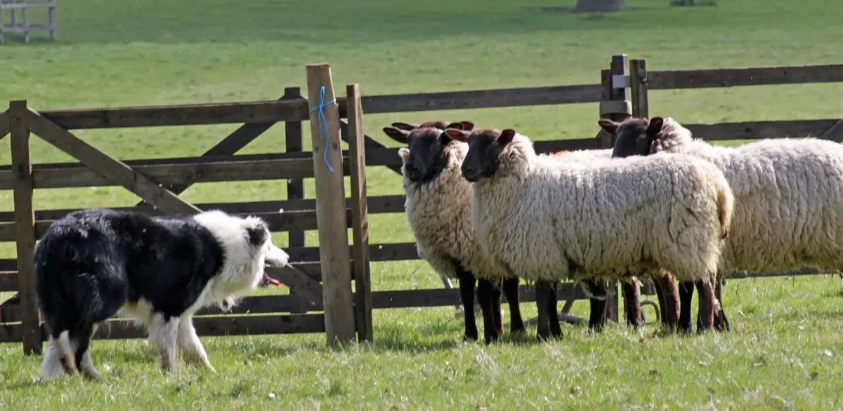 Anjing Shepherd (44 foto): Breed populer dengan nama, Skotlandia dan Azores-Shells, Gembala Turki Gembala dan varietas lainnya 12282_4