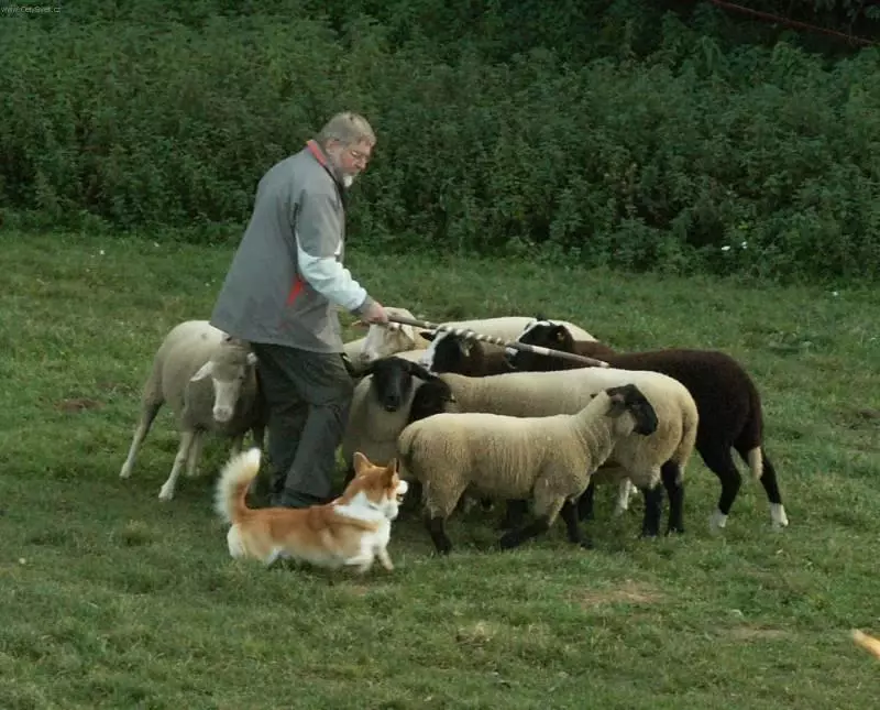 Anjing Shepherd (44 foto): Breed populer dengan nama, Skotlandia dan Azores-Shells, Gembala Turki Gembala dan varietas lainnya 12282_41
